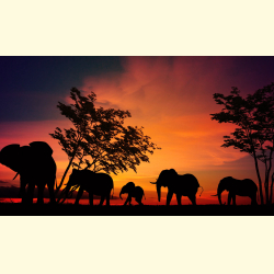 Silueta de Elefantes