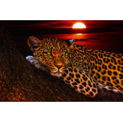 Leopardo Nocturno