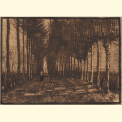 Avenue of Pollard Birches and Poplars